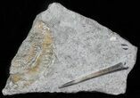 Jurassic Belemnite (Youngibelus) - Posidonia Shale #63311-1